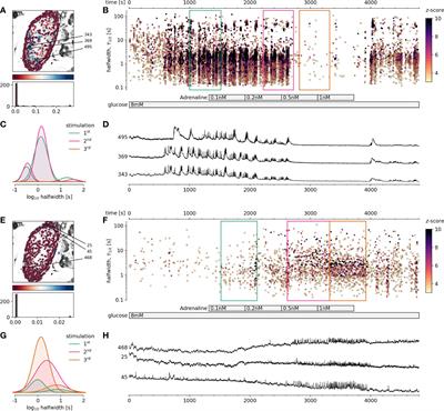 Physiological levels of adrenaline fail to stop pancreatic beta cell activity at unphysiologically high glucose levels